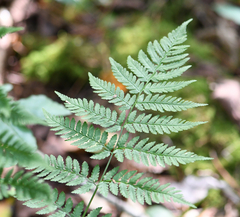 Dryopteris