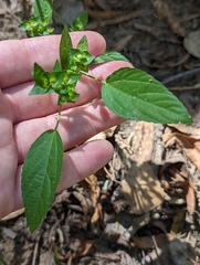 Acalypha neomexicana