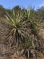 Yucca schidigera