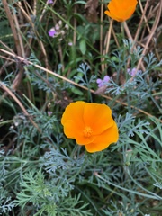 Eschscholzia