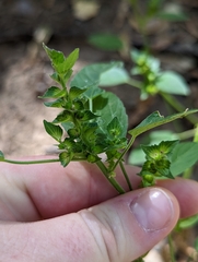 Acalypha neomexicana