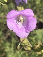 Agalinis auriculata