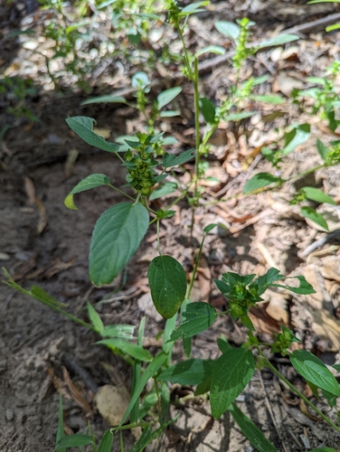 Image of Acalypha neomexicana by (c) Rachel Stringham, some rights reserved (CC BY)