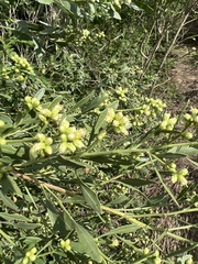 Baccharis