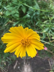 Coreopsis