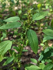 Acalypha neomexicana