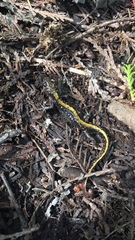 Ambystoma macrodactylum