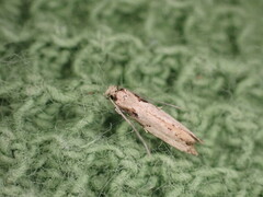 Crypsitricha pharotoma