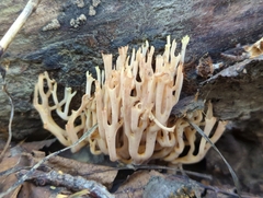 Ramaria stricta
