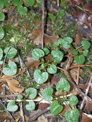 Pterostylis trullifolia