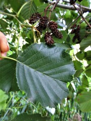 Alnus glutinosa