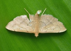 Geshna cannalis