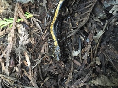 Ambystoma macrodactylum