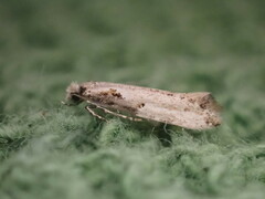 Crypsitricha pharotoma