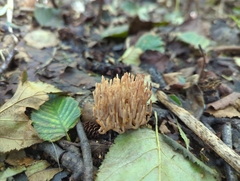Ramaria stricta