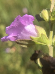 Agalinis auriculata