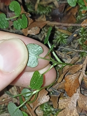 Pterostylis trullifolia