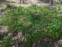 Acalypha neomexicana