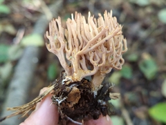 Ramaria stricta