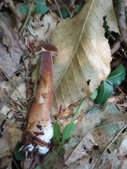 Gyroporus purpurinus