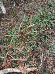 Pterostylis trullifolia