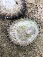 Cellana tramoserica