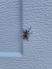 Diaprepes abbreviatus