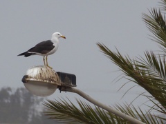 Larus belcheri