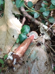 Gyroporus purpurinus