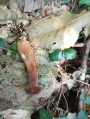 Gyroporus purpurinus
