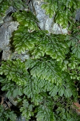 Hymenophylloideae