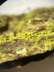 Chaenotheca chrysocephala