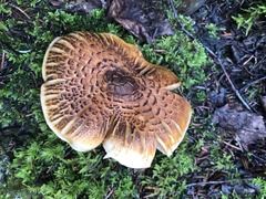 Neolentinus lepideus