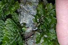 Hymenophylloideae