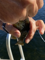 Lepomis auritus