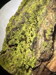 Chaenotheca chrysocephala