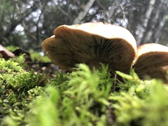 Neolentinus lepideus