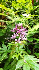 Cleome houtteana