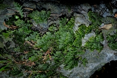 Hymenophylloideae