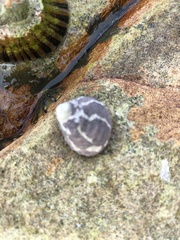 Austrocochlea porcata