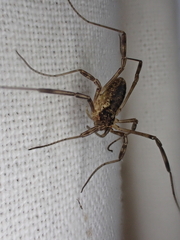 Oligolophus tridens