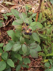 Rubus hirtus