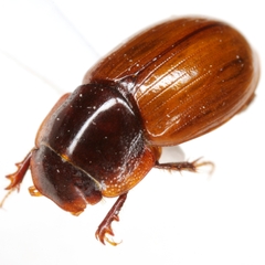 Cryptoscatomaseter salsburyi