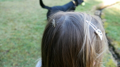 Hexatricha pulverulenta