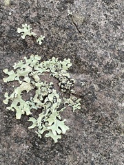 Hypotrachyna sinuosa