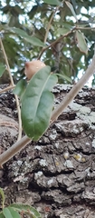 Disholcaspis cinerosa