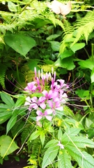Cleome houtteana
