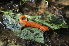 Pseudotriton ruber