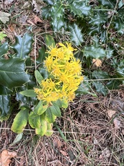 Solidago virgaurea