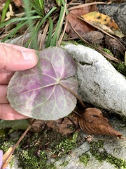 Cyclamen purpurascens